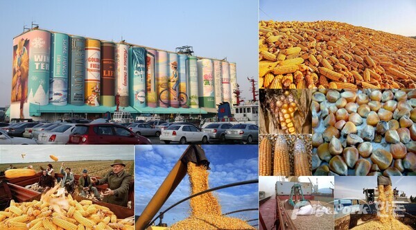 ▲ (사진 1) 사료용 옥수수의 수확과 수입과정