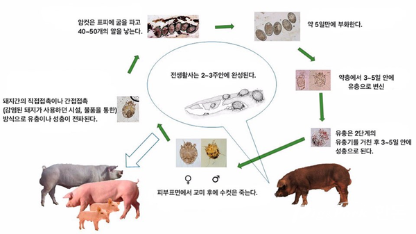 돼지의 피부병과 개선충증