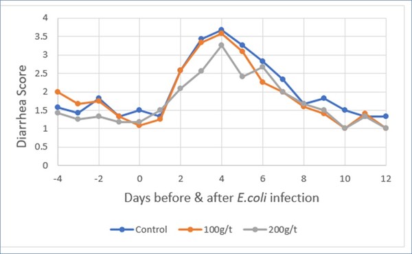 (그림 4) 대장균 공격접종 후 설사 빈도 측정 결과