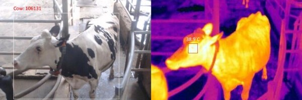 ▲ (그림 10) 열화상 센서기반 비접촉 소 체온 측정 기술 동작 예 【좌 : 소 개체 인식, 우 : 소 안구 영역 체온 측정】(출처 : Guo, Shih-Sian, et al. “Development of an Automated Body Temperature Detection Platform for Face Recognition in Cattle with YOLO V3-Tiny Deep Learning and Infrared Thermal Imaging.” Applied Sciences 12.8 (2022): 4036.)