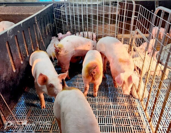 ▲ (사진 1) 격리된 돼지들의 엉덩이에 직장탈의 흔적과 함께 요오드계 소독약으로 추정되는 약물이 도포되어 있다. 돼지들은 대부분 외모와 안면부 등이 깨끗하고 건강엔 이상이 없어 보인다.