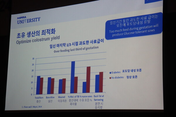 ▲ 임신기간 동안 과도한 사료 급이는 모돈에 포도당내성을 유발할 수 있다. 