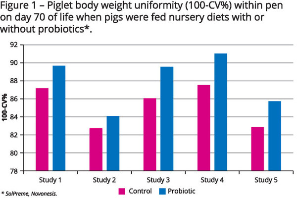 ▲ 자돈에게 일반 사료와 프로바이오틱스가 첨가된 사료를 급여했을 때 70일령의 체중 균일도 비교 (자료 / Pig progress)