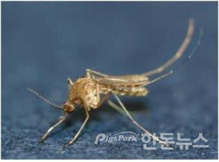 ▲ 일본뇌염매개모기(작은빨간집모기)