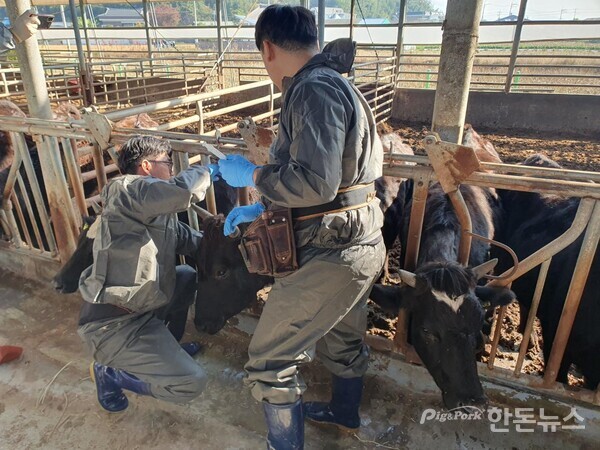 ▲ 경남도는 9월 1일부터 30일까지 한 달간 도내 소·염소를 대상으로 구제역 백신 일제접종을 실시할 예정이다. (사진 / 경남도)