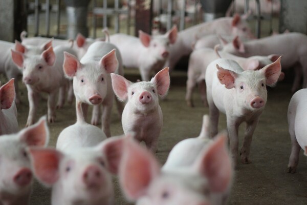 �� �ش� ����� Ư�� ����� ���� ����. (���� / ���ͽ���)