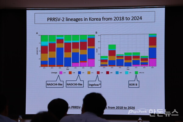 ▲ 지난 2018년부터 2024년까지 PRRS바이러스 감염 형태 분석 결과