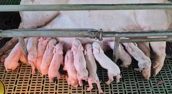 ��&nbsp;(���� 2) �ʸ��� �������� �� ASF ��� ���� �� ���� �и� �𵷿��� �¾ �ǰ��� �ڵ�